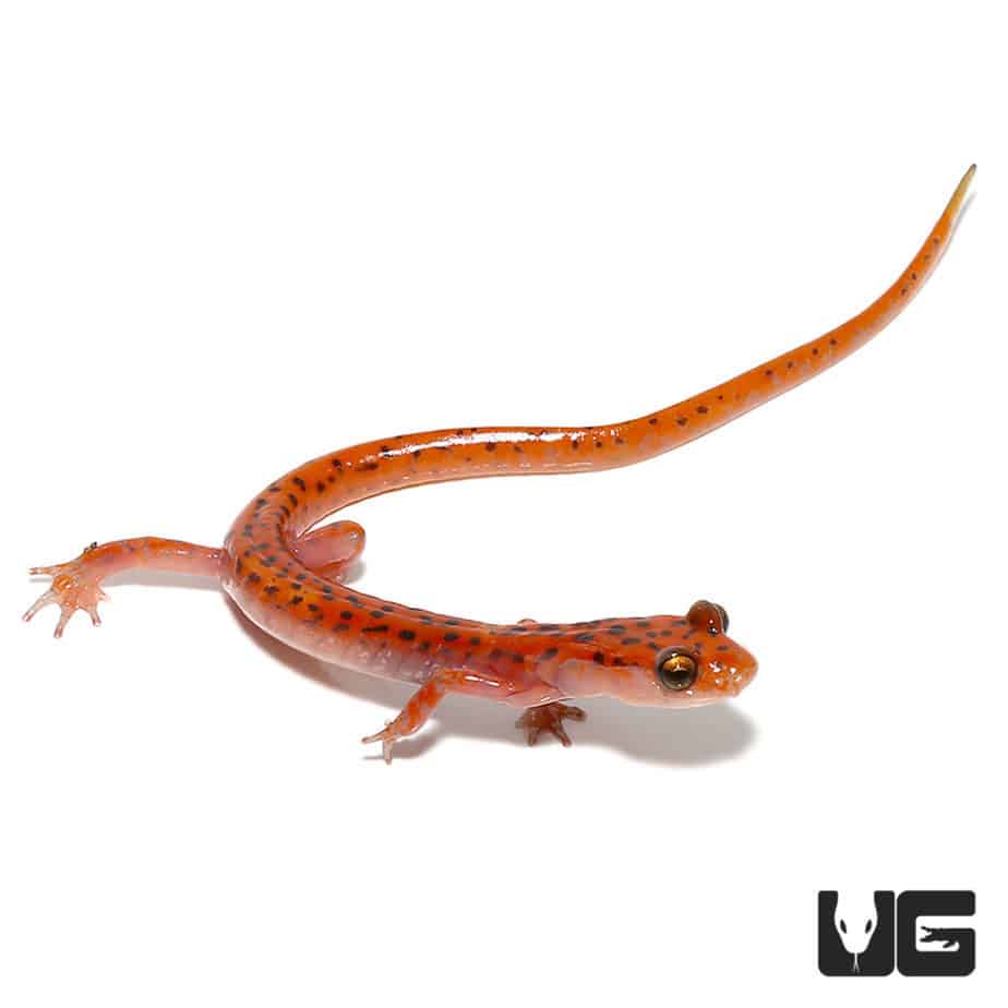 Cave Salamanders (Eurycea lucifuga) For Sale Underground Reptiles
