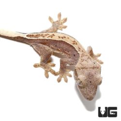 Crackling Fire Pinstripe Crested Geckos For Sale - Underground Reptiles