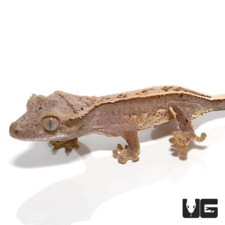 Crackling Fire Pinstripe Crested Geckos For Sale - Underground Reptiles