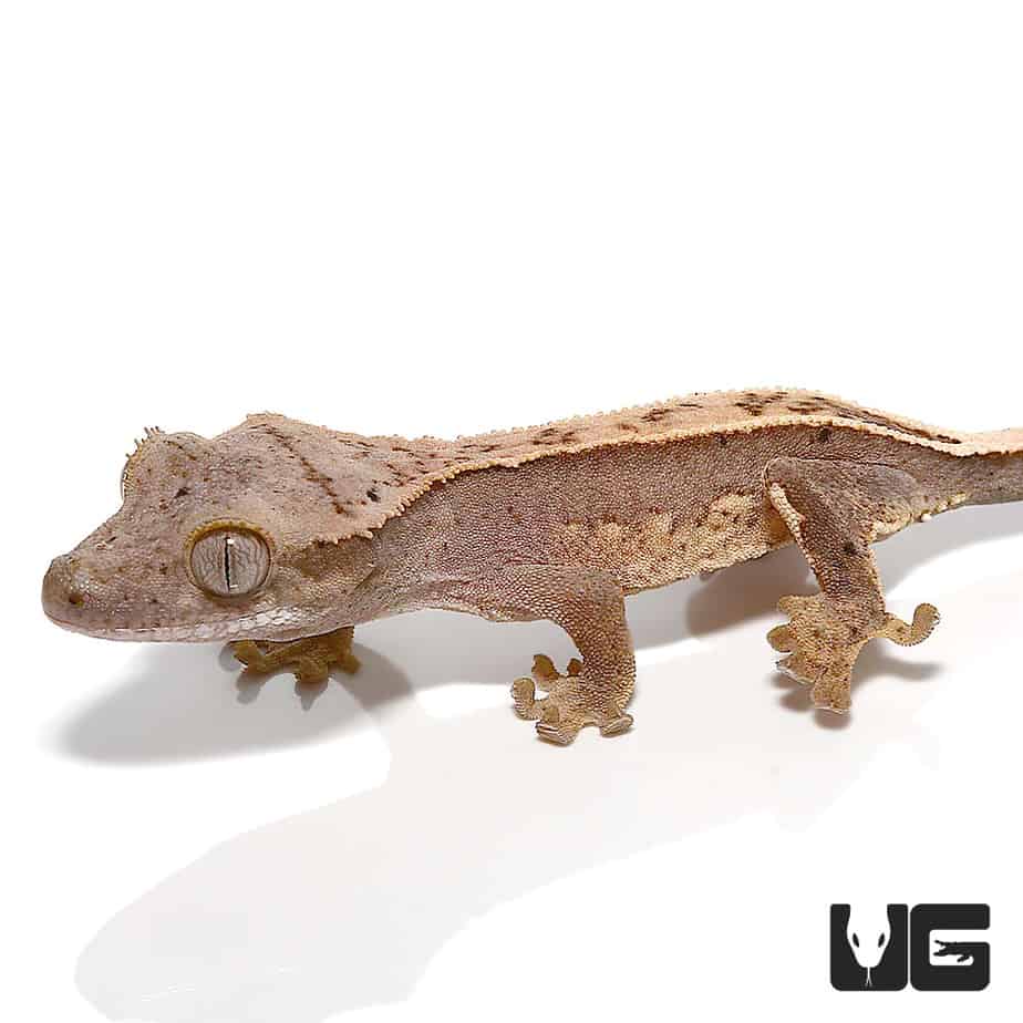 Brown Climbing Crested Gecko Magnet for Sale by GriffinGeckos