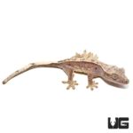 Crackling Fire Pinstripe Crested Geckos For Sale - Underground Reptiles