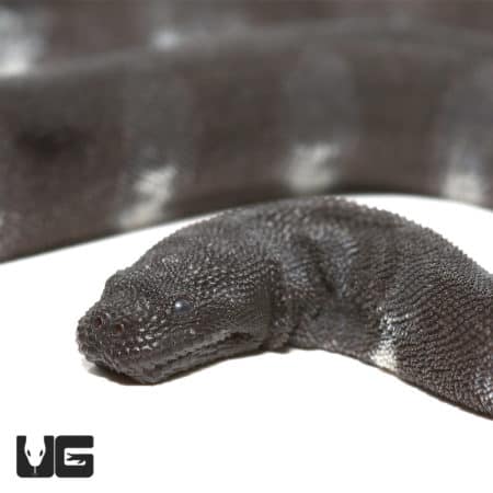 Banded File Elephant Trunk Snakes (Acrochordus javanicus) For Sale - Underground Reptiles