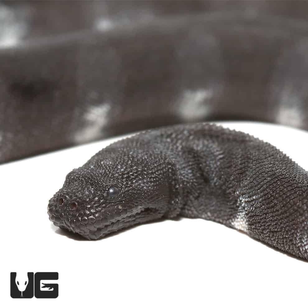 Banded File Elephant Trunk Snake For Sale - Underground Reptiles