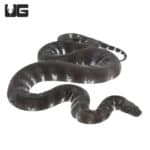 Banded File Elephant Trunk Snakes (Acrochordus javanicus) For Sale - Underground Reptiles