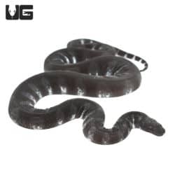 Marine File Snakes (Acrochordus granulatus) for sale