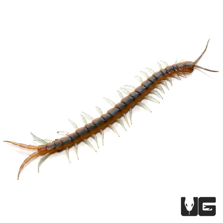 Centipedes, Millipedes and More For Sale - Underground Reptiles