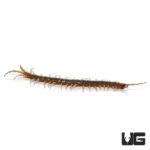 Florida Blue Centipede (Scolopendra viridis) For Sale - Underground Reptiles