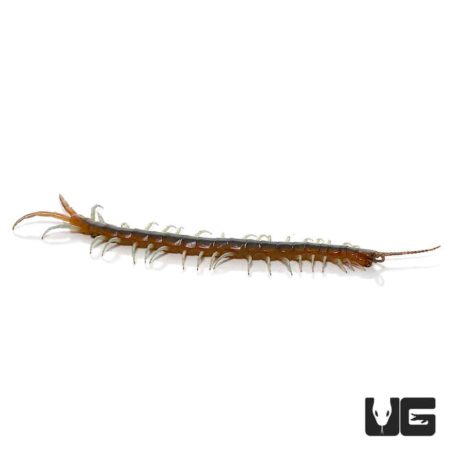 Florida Blue Centipede (Scolopendra viridis) For Sale - Underground ...