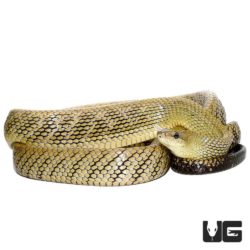 Jansen's Ratsnake Pair For Sale - Underground Reptiles