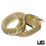 Jansen's Ratsnake Pair For Sale - Underground Reptiles