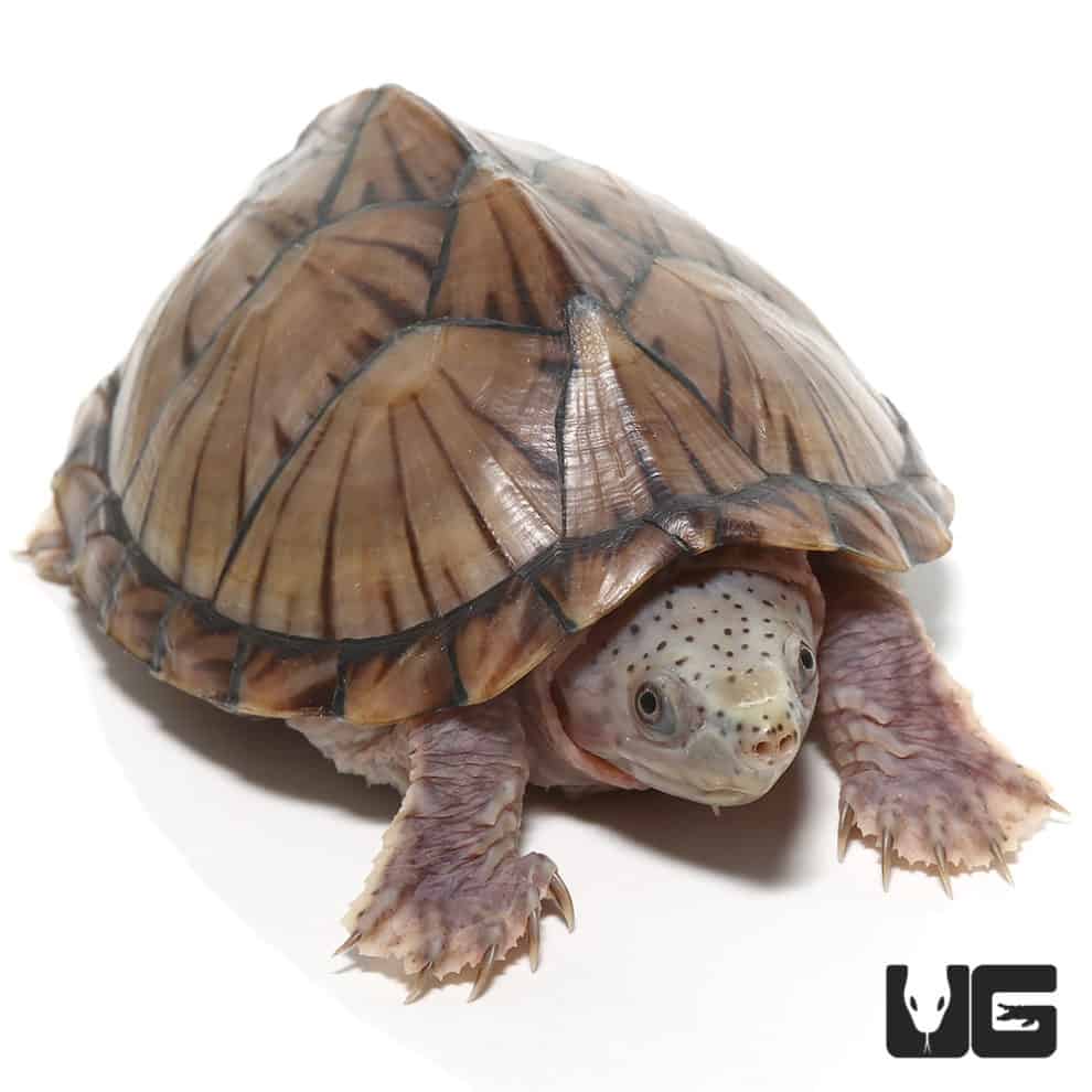 Subadult Razorback Musk Turtles For Sale - Underground Reptiles