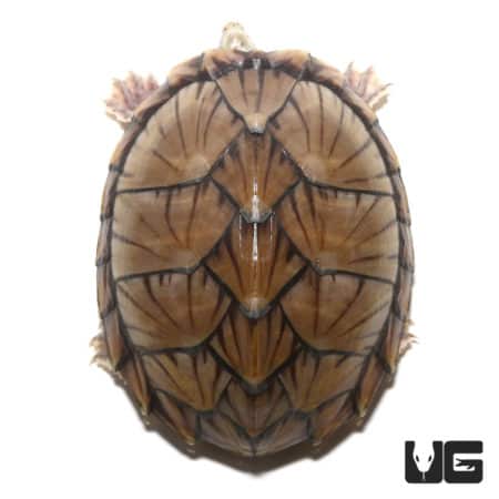 Juvenile Razorback Musk Turtle showcasing detailed shell pattern.