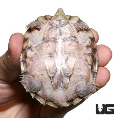 Juvenile Razorback Musk Turtle held in hand, showcasing its shell and features.