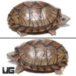 Razorback Musk Turtles (Sternotherus carinatus) For Sale - Underground Reptiles