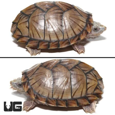 Razorback Musk Turtles (Sternotherus carinatus) For Sale - Underground Reptiles