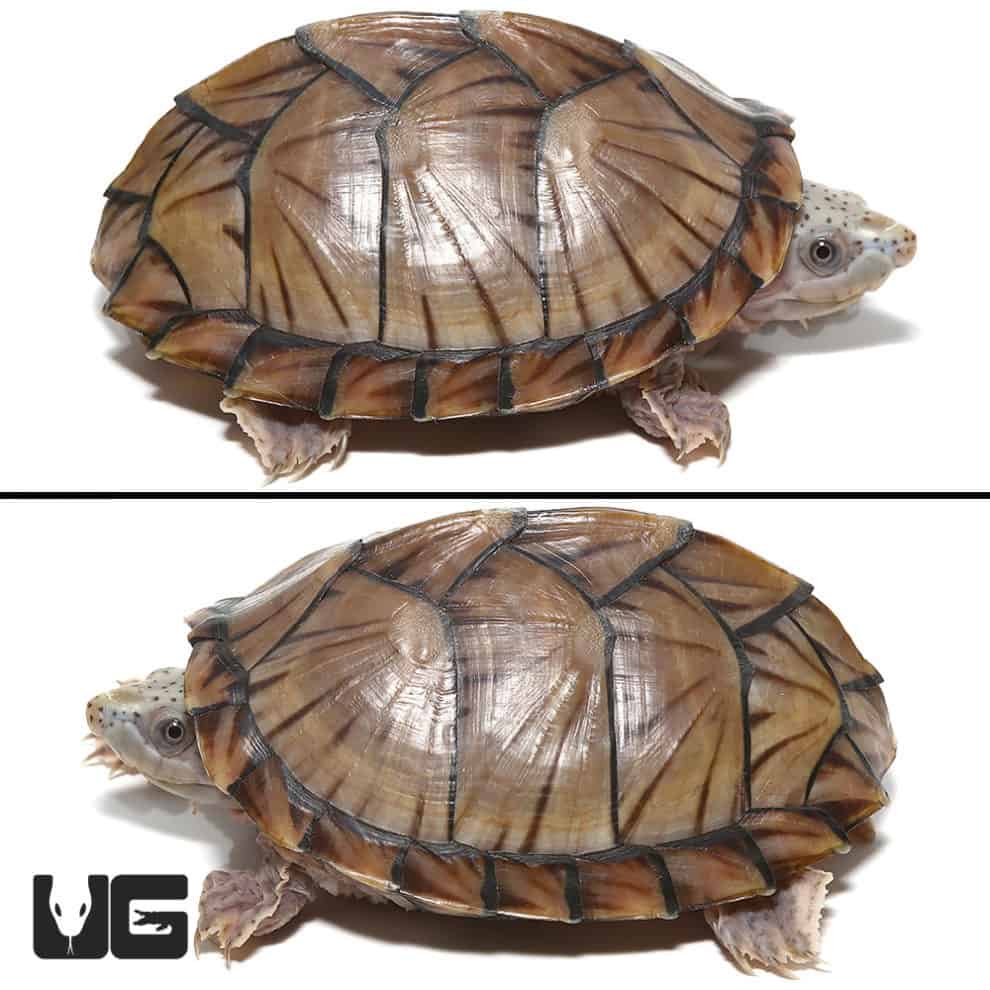 Subadult Razorback Musk Turtles For Sale Underground Reptiles