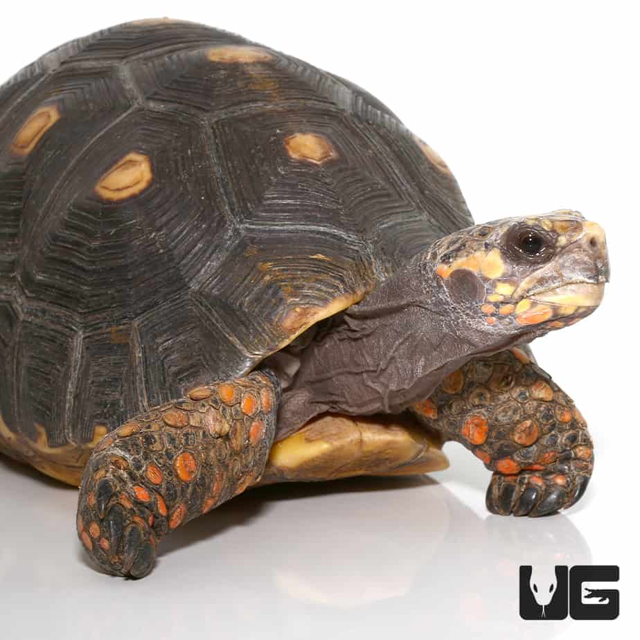 Juvenile Redfoot Tortoise For Sale - Underground Reptiles