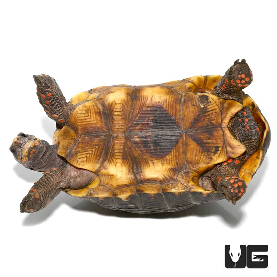 Juvenile Redfoot Tortoise For Sale - Underground Reptiles