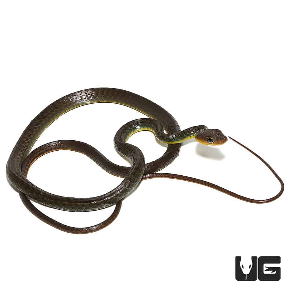 Linnaeu's Sipo Snake For Sale - Underground Reptiles