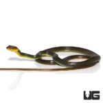 Linnaeu's Sipo Snakes For Sale - Underground Reptiles