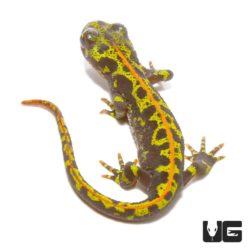Marbled Newt For Sale - Underground Reptiles