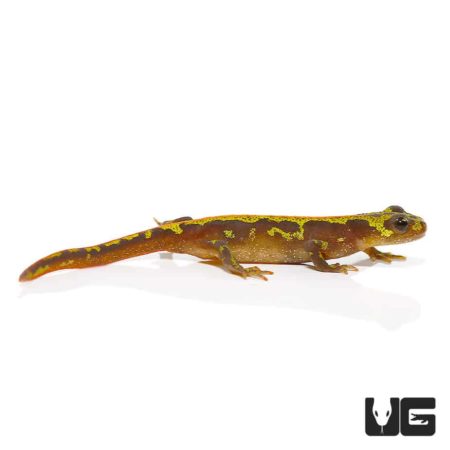 Marbled Newt For Sale - Underground Reptiles