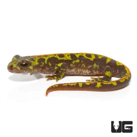 Marbled Newt For Sale - Underground Reptiles