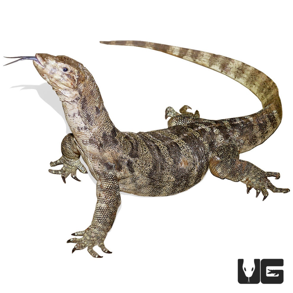 Sulphur Monitor For Sale Underground Reptiles