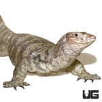 Male Sulfur Water Monitor For Sale - Underground Reptiles
