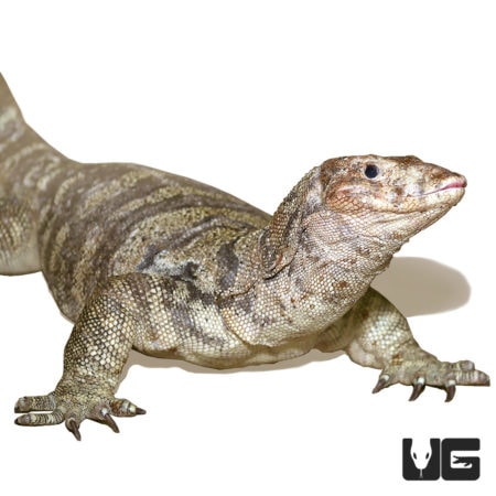Male Sulfur Water Monitor For Sale - Underground Reptiles