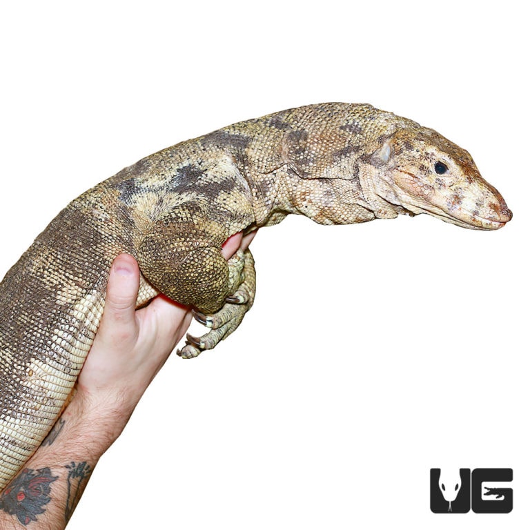 Sulphur Monitor For Sale Underground Reptiles