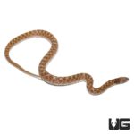 Night Snakes For Sale - Underground Reptiles