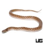 Night Snakes For Sale - Underground Reptiles