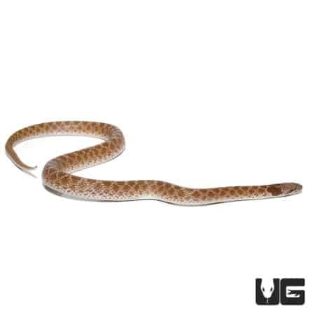 Night Snakes For Sale - Underground Reptiles