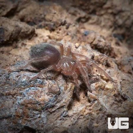 Pink Zebra Beauty Tarantulas (Eupalaestrus campestratus) For Sale - Underground Reptiles