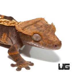 Pumpkin Cappuccino Pinstripe Crested Geckos For Sale - Underground Reptiles