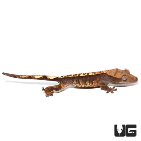 Pumpkin Cappuccino Pinstripe Crested Geckos For Sale - Underground Reptiles