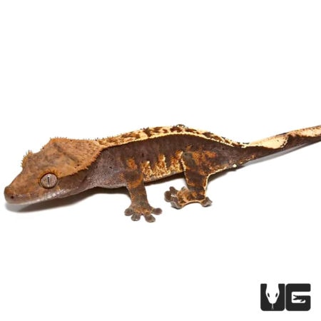 Pumpkin Cappuccino Pinstripe Crested Geckos For Sale - Underground Reptiles