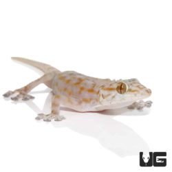 Ragazzi's Fan Footed Gecko For Sale - Underground Reptiles