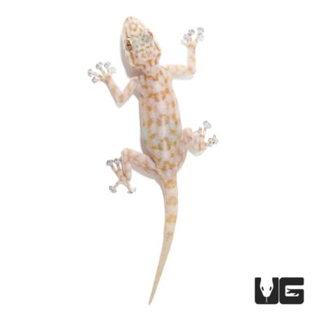 Fan Footed Gecko for sale at Underground Reptiles. Perfect for reptile enthusiasts and collectors.
