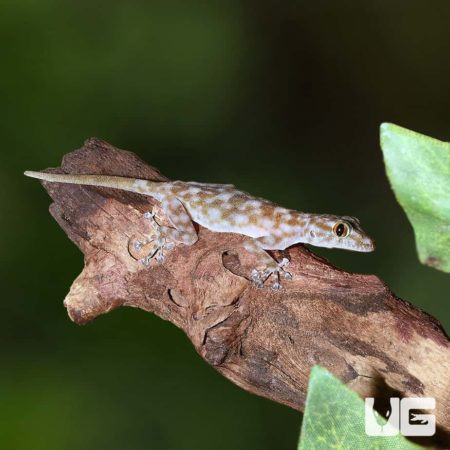 Fan Footed Gecko on a branch, showcasing unique tail and body features.