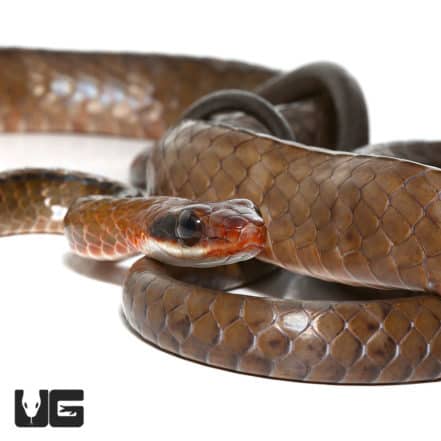 Brown Sipo Snake For Sale - Underground Reptiles