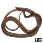 Brown Sipo Snakes For Sale - Underground Reptiles