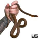 Brown Sipo Snakes For Sale - Underground Reptiles