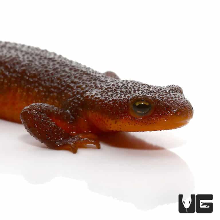 Newts and More For Sale only at Underground Reptiles
