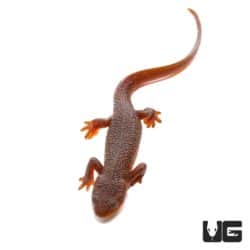 Rough Skin Newt For Sale - Underground Reptiles