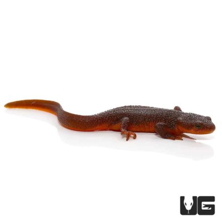 Rough Skin Newt For Sale - Underground Reptiles