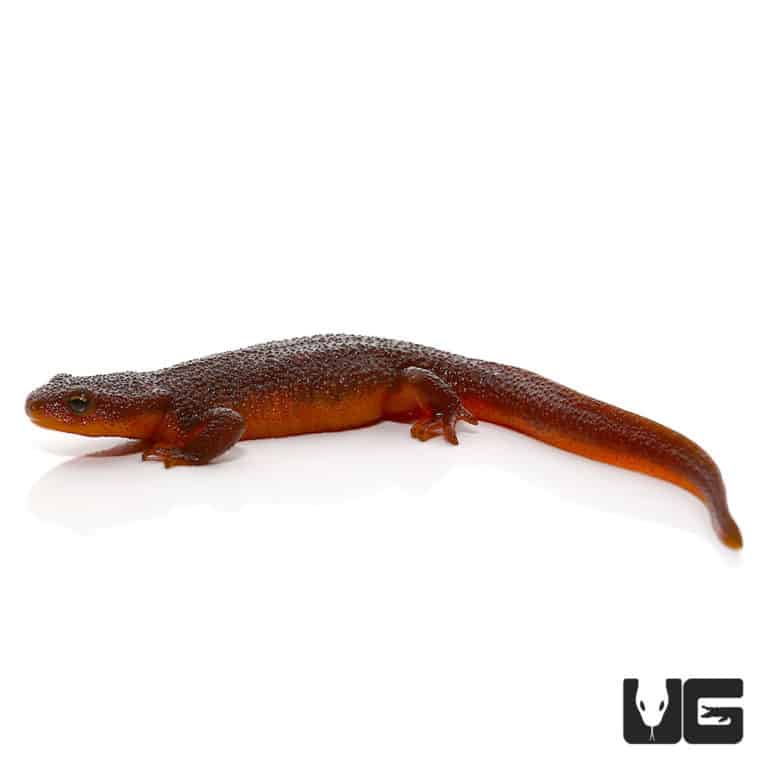 Rough Skin Newt For Sale - Underground Reptiles