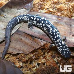 White Cheek Slimy Salamanders For Sale - Underground Reptiles