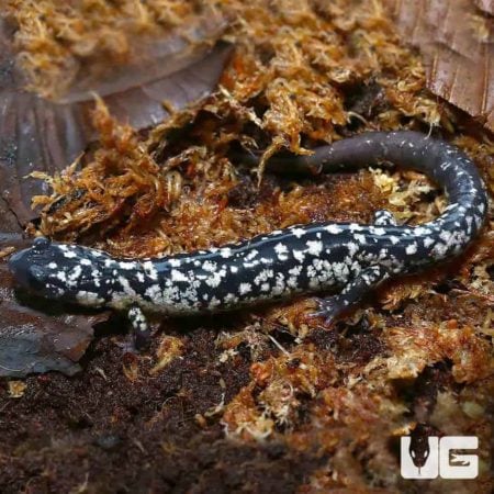 White Cheek Slimy Salamanders For Sale - Underground Reptiles